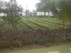 21 08 Jardin potager .JPG