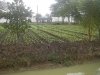 21 08 Jardin potager .JPG